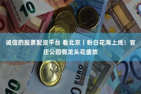诚信的股票配资平台 看北京｜粉白花海上线！官庄公园假龙头花盛放